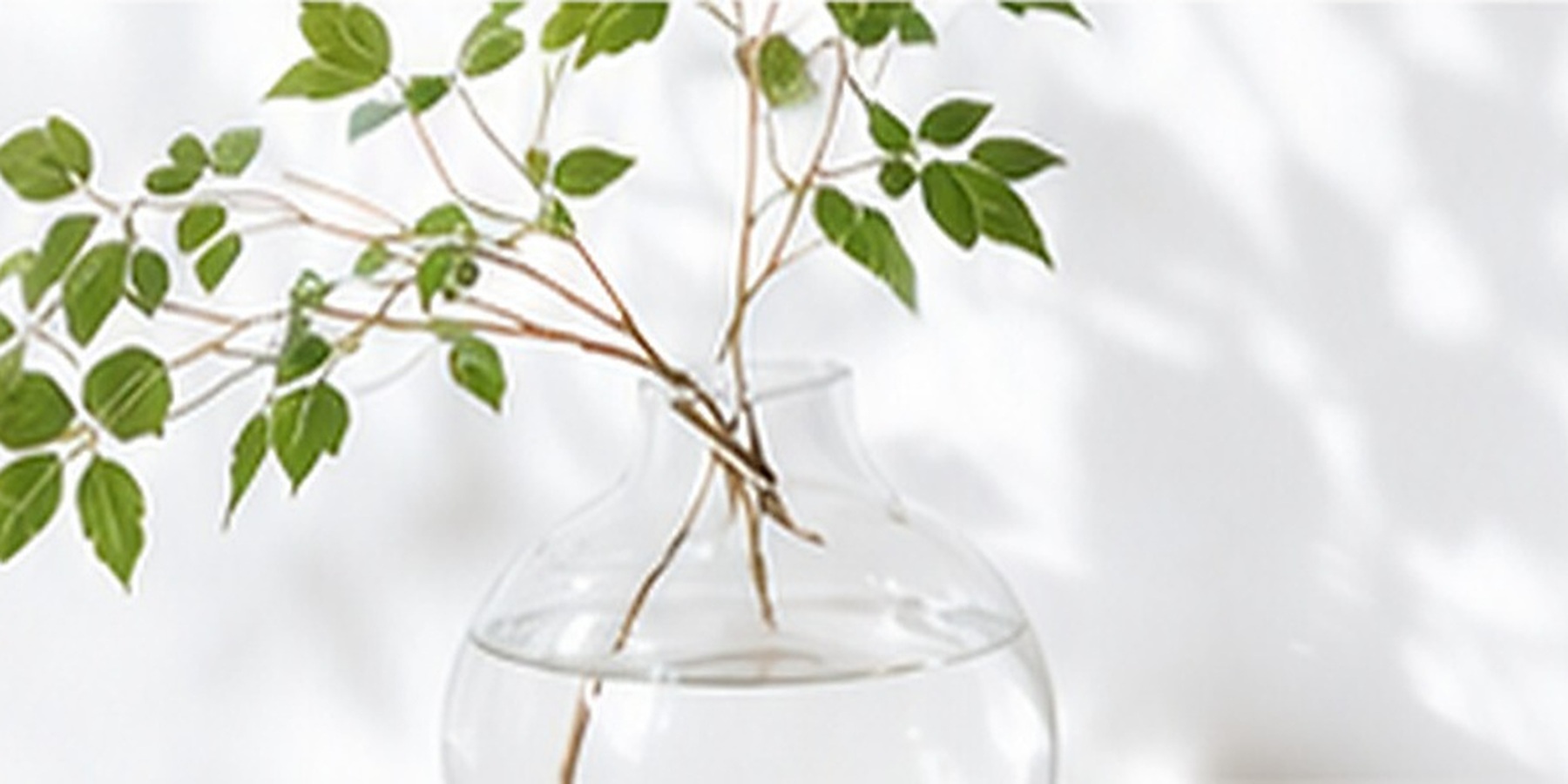 院内の植物